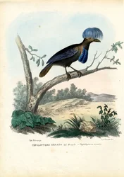 Oiseau-parapluie amazonien, 1863-79